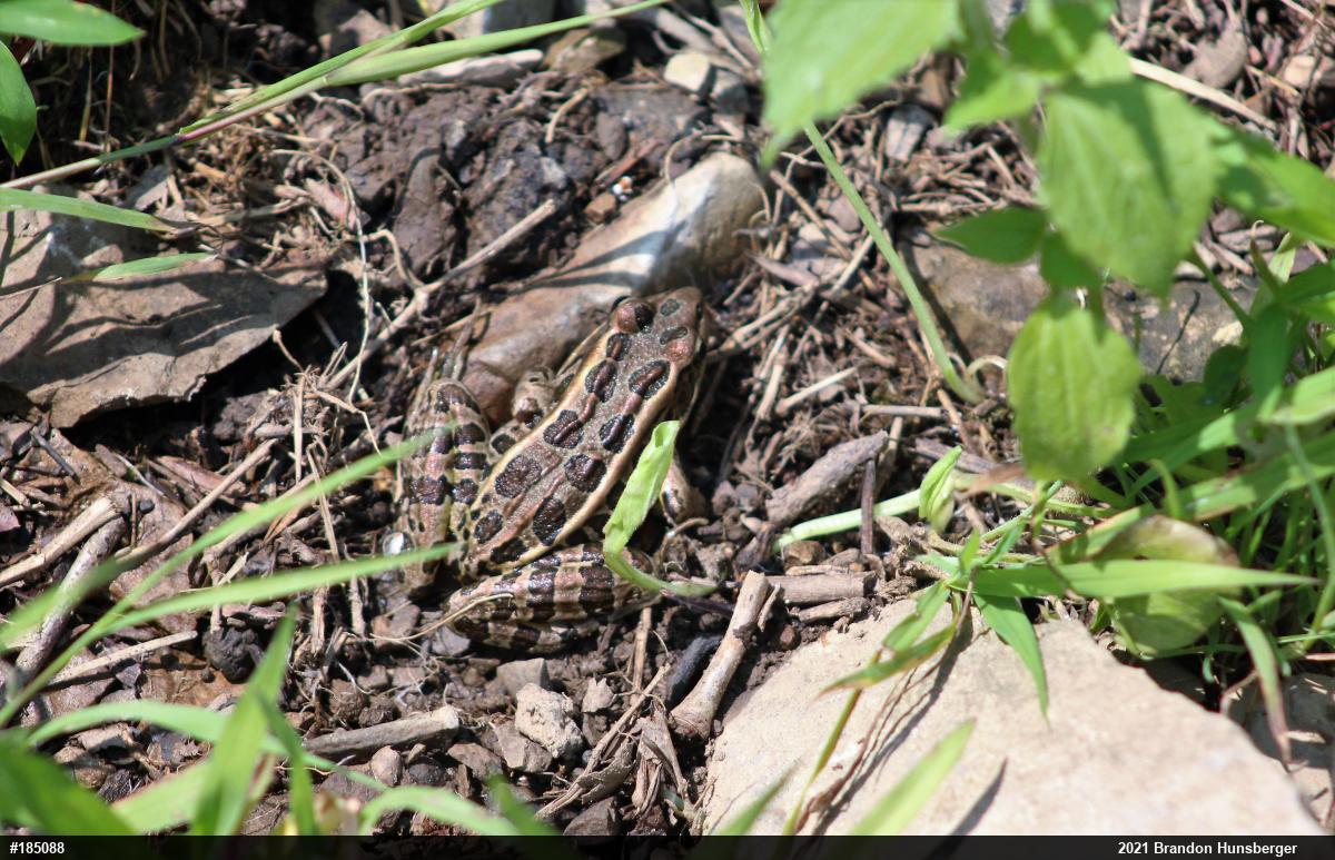 Pickerel Frog