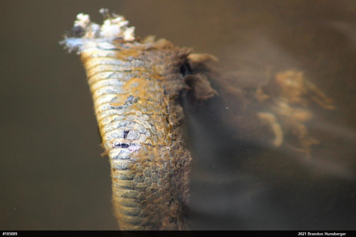 Northern Watersnake