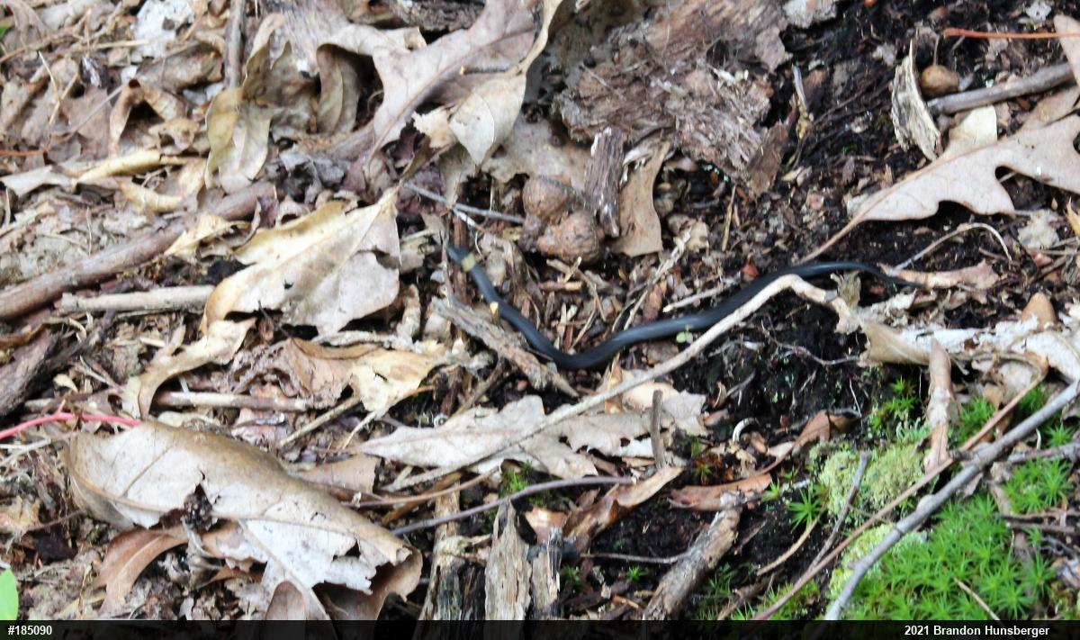 Northern Ring-necked Snake