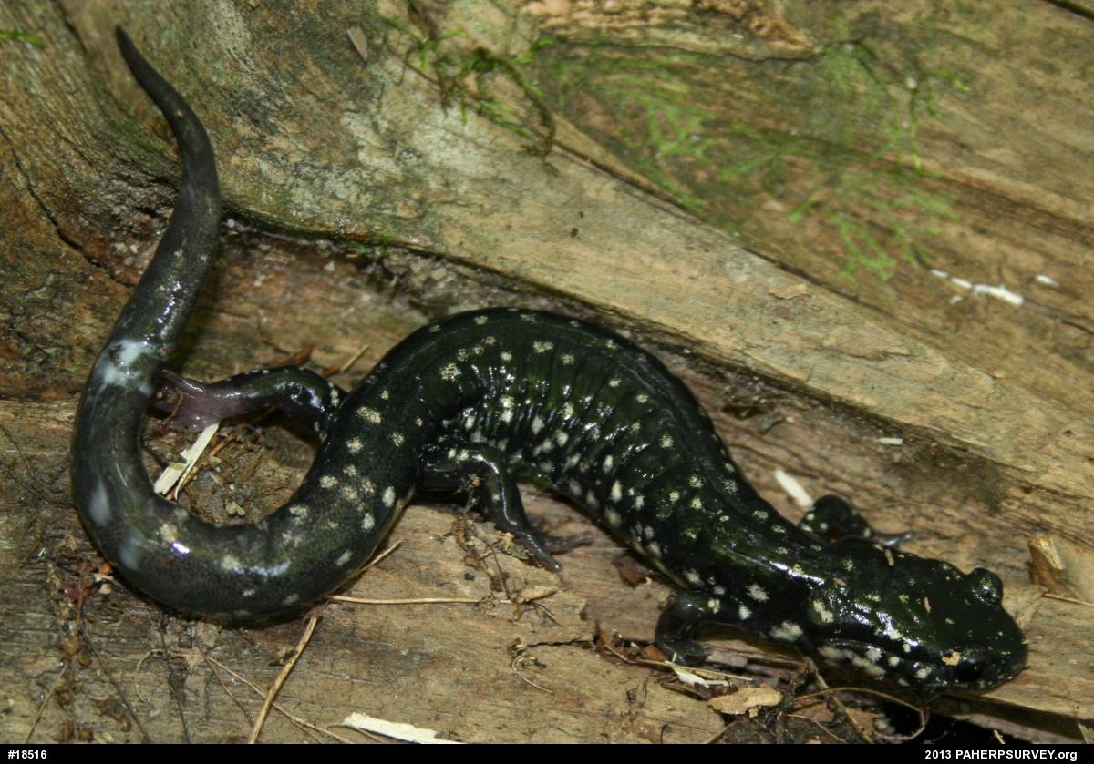 Northern Slimy Salamander