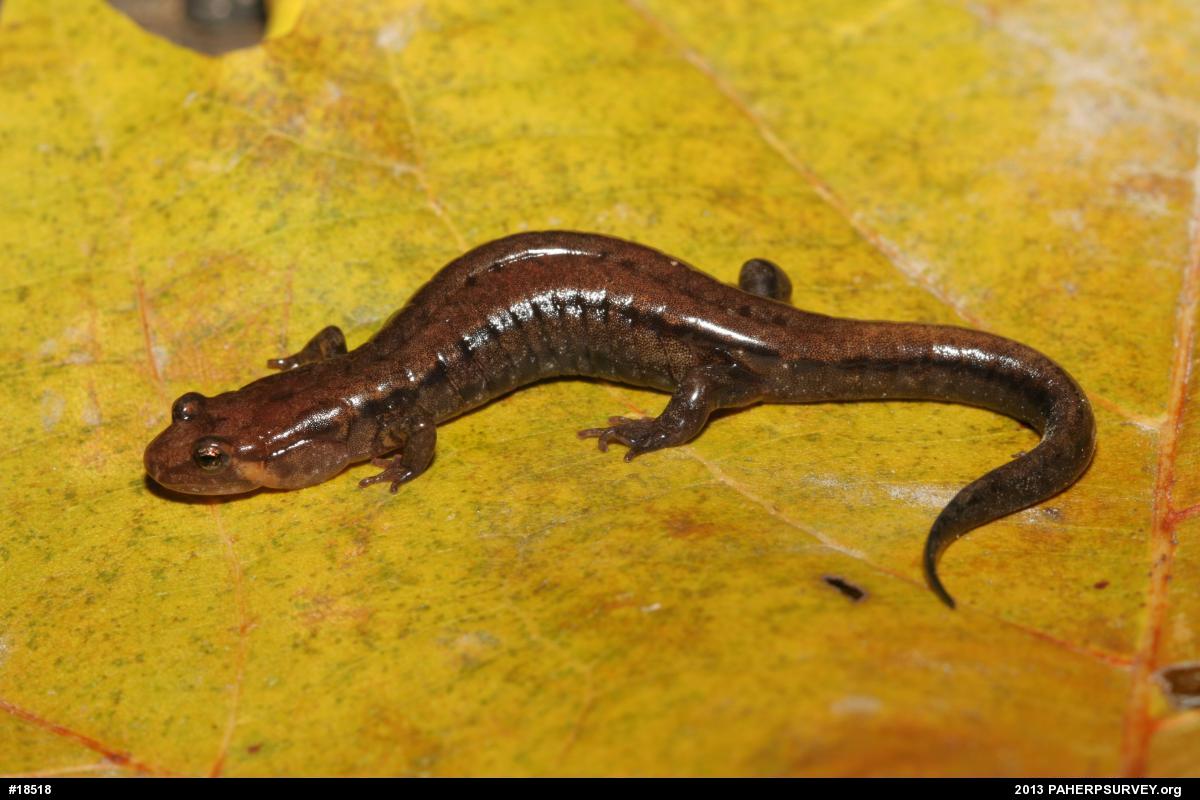 Allegheny Mountain Dusky Salamander