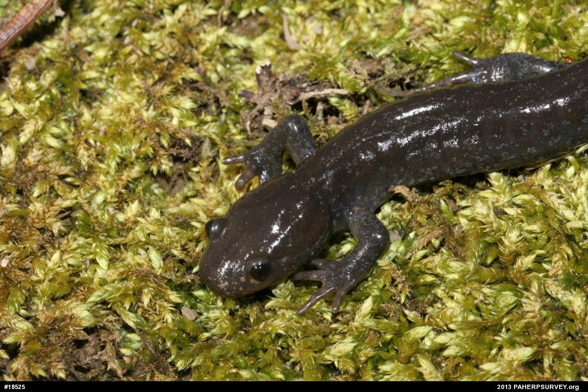 Jefferson Salamander