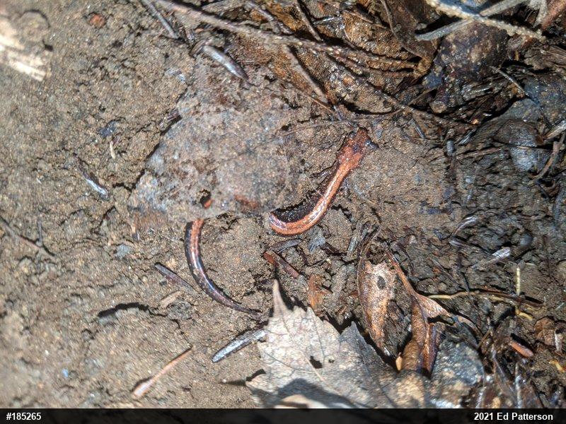 Eastern Red-backed  Salamander