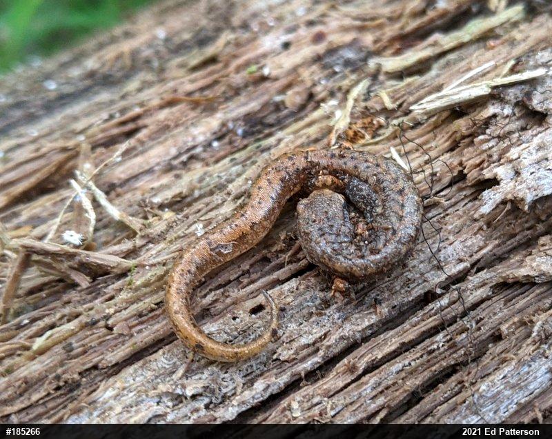 Four-toed Salamander