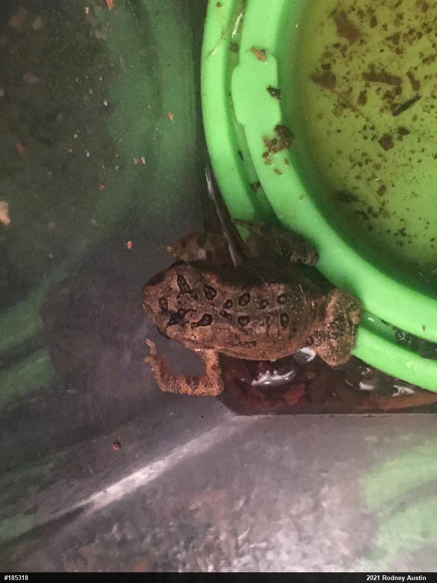 True Toads