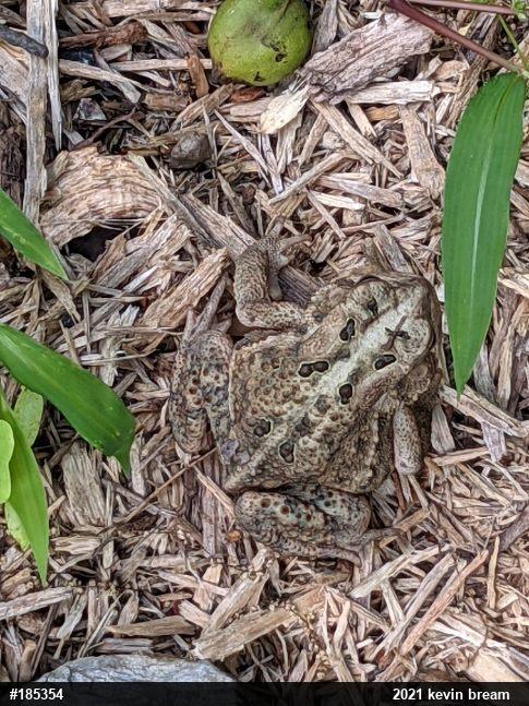 Eastern American Toad