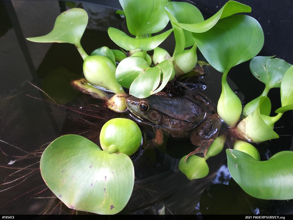 Green Frog