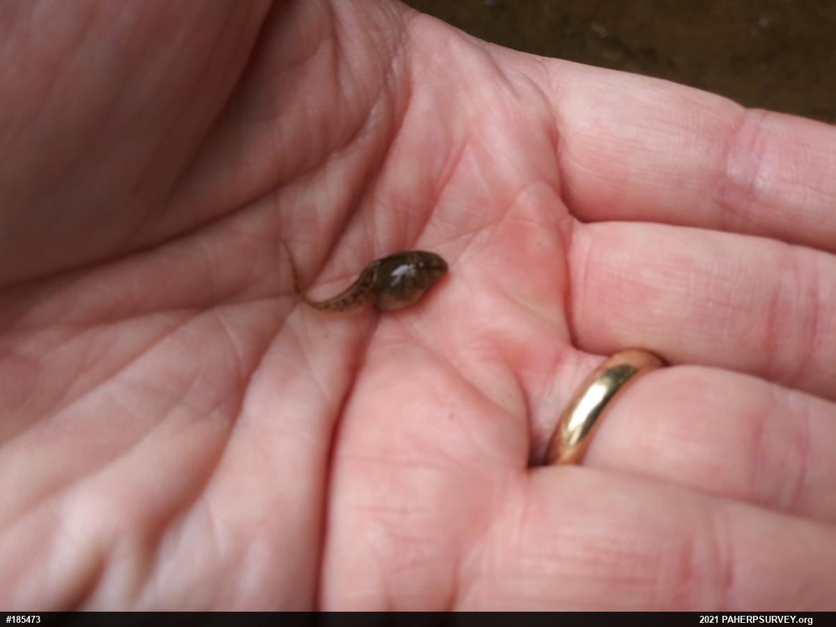 Wood Frog