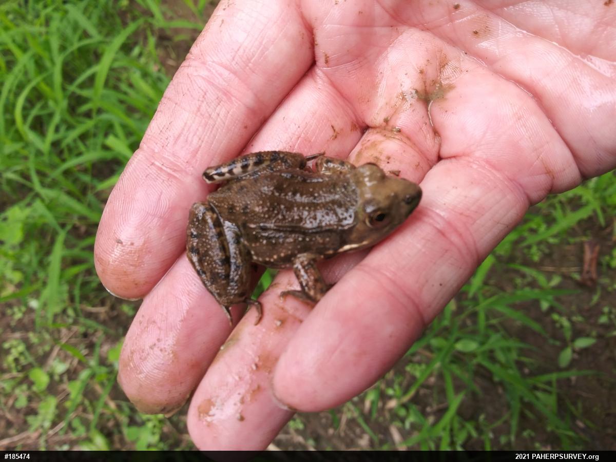 Green Frog