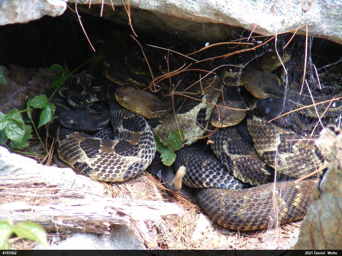 Timber Rattlesnake