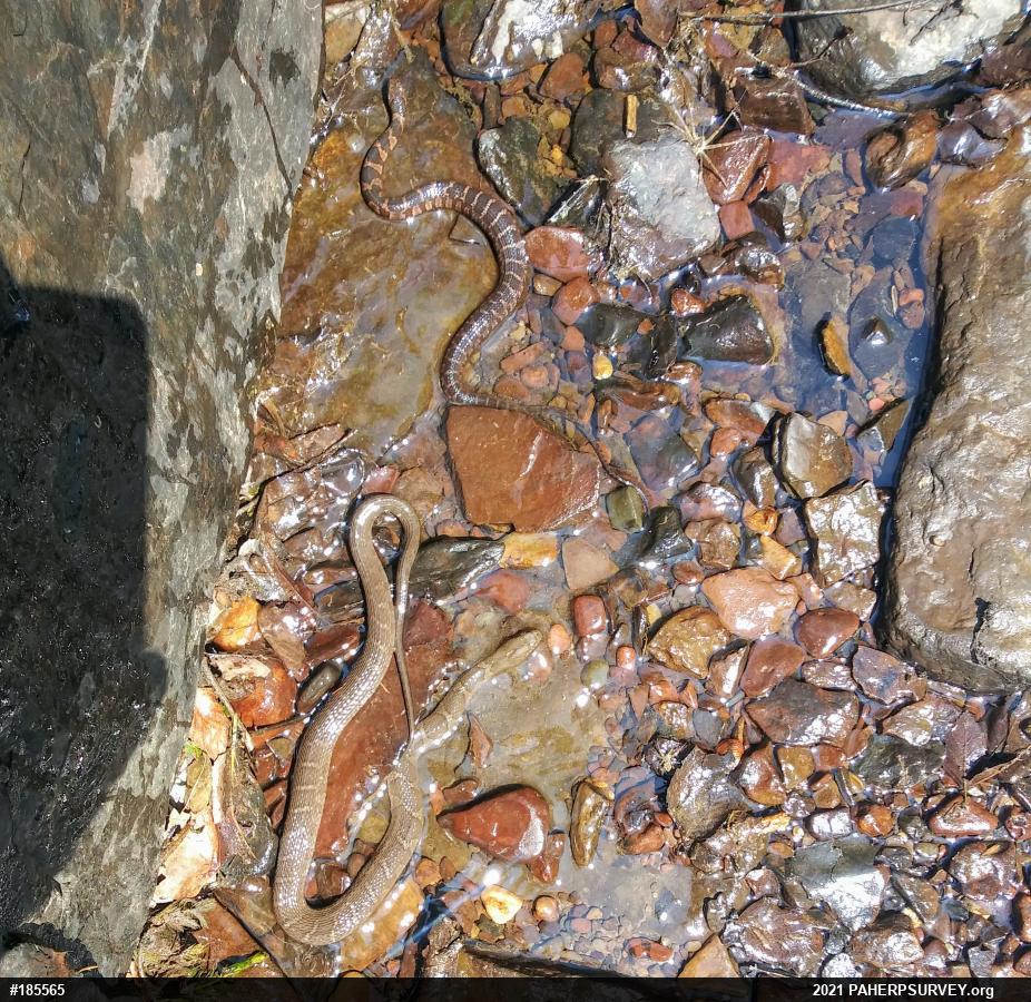 Northern Watersnake