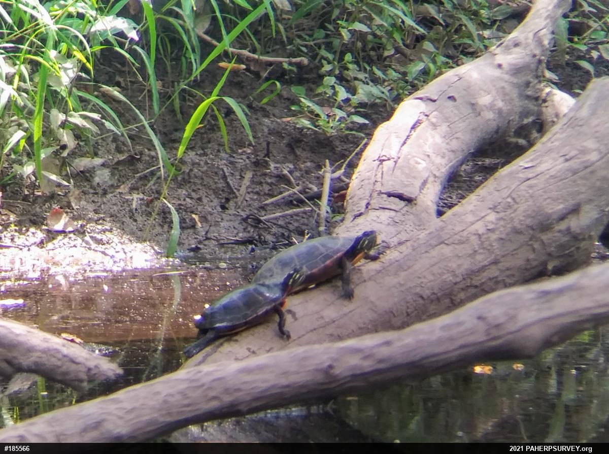 Painted Turtle