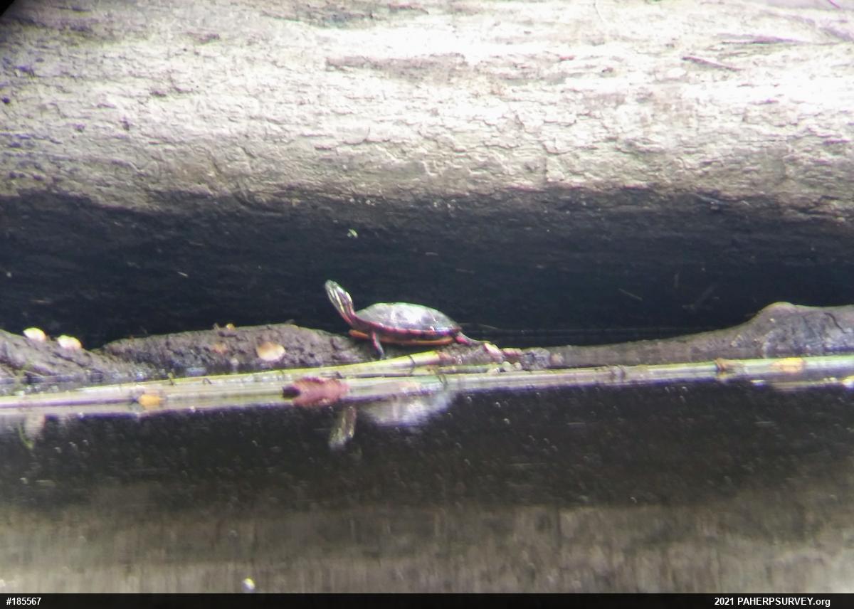 Painted Turtle
