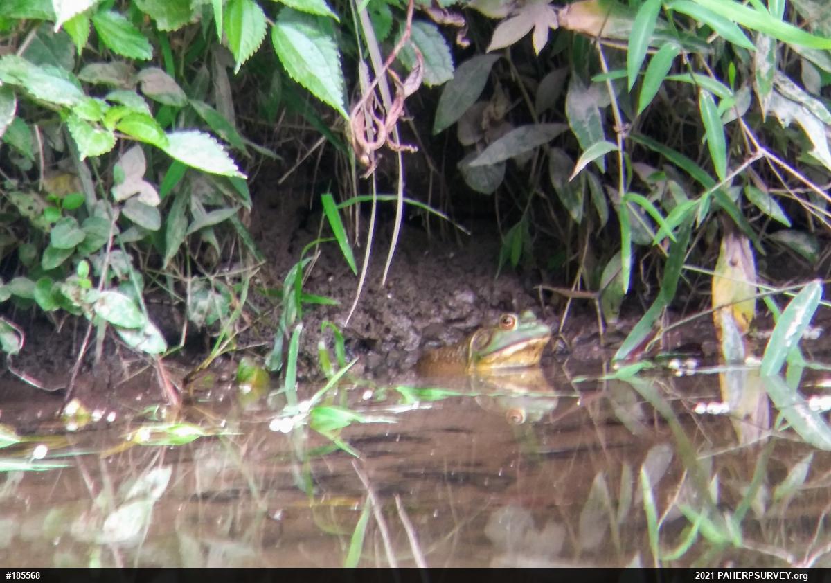 American Bullfrog