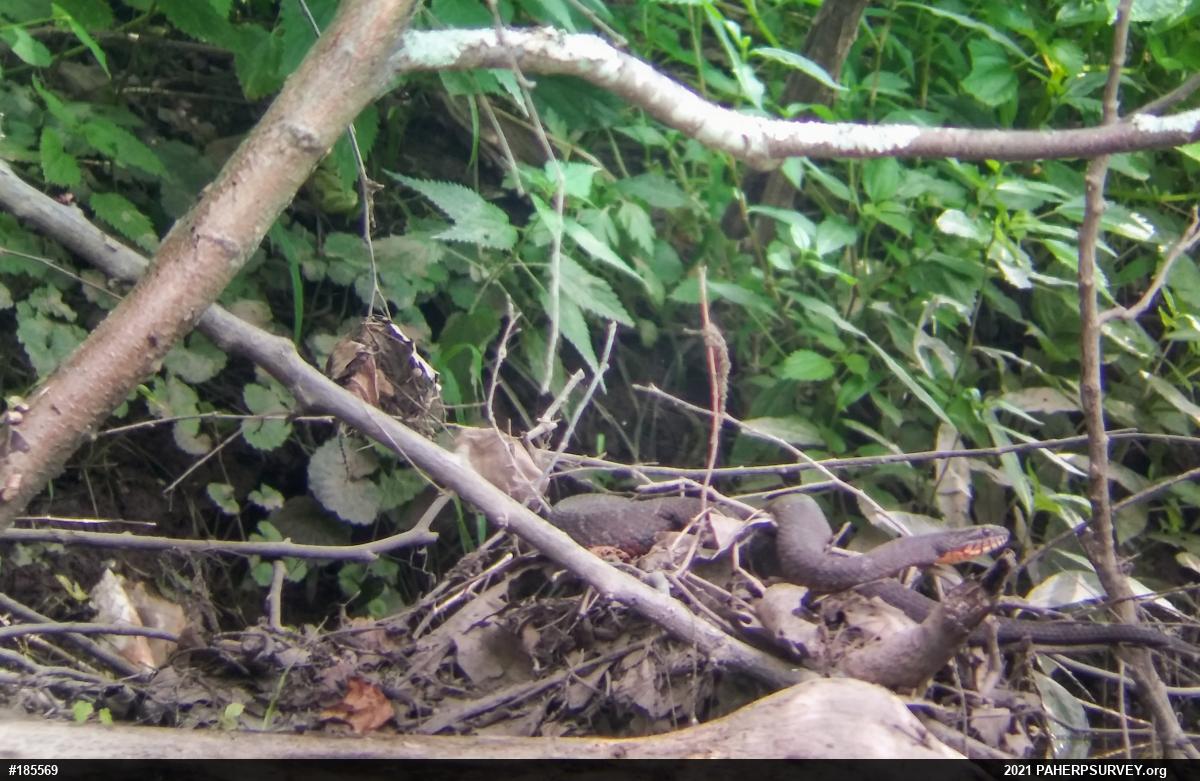 Northern Watersnake