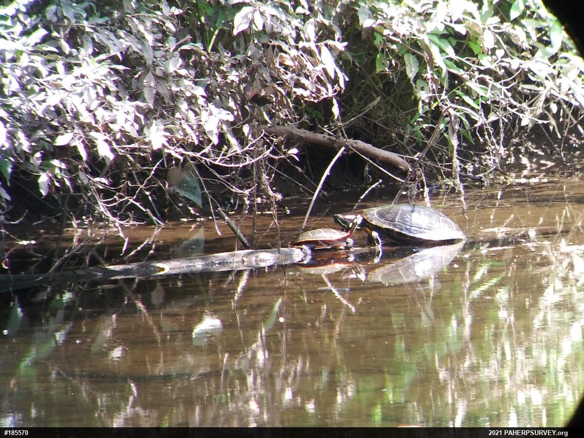 Red-eared Slider