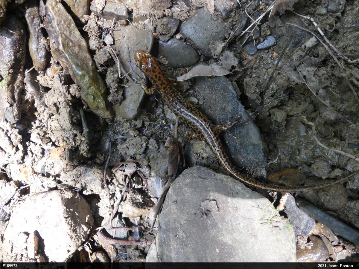 Eastern Long-tailed Salamander