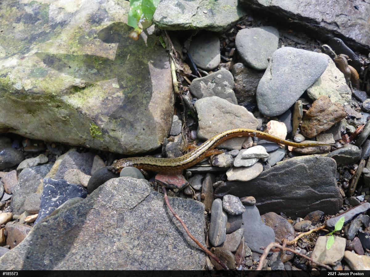 Northern Two-lined Salamander