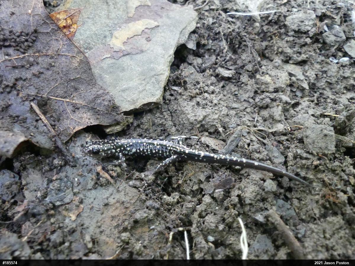 Northern Slimy Salamander