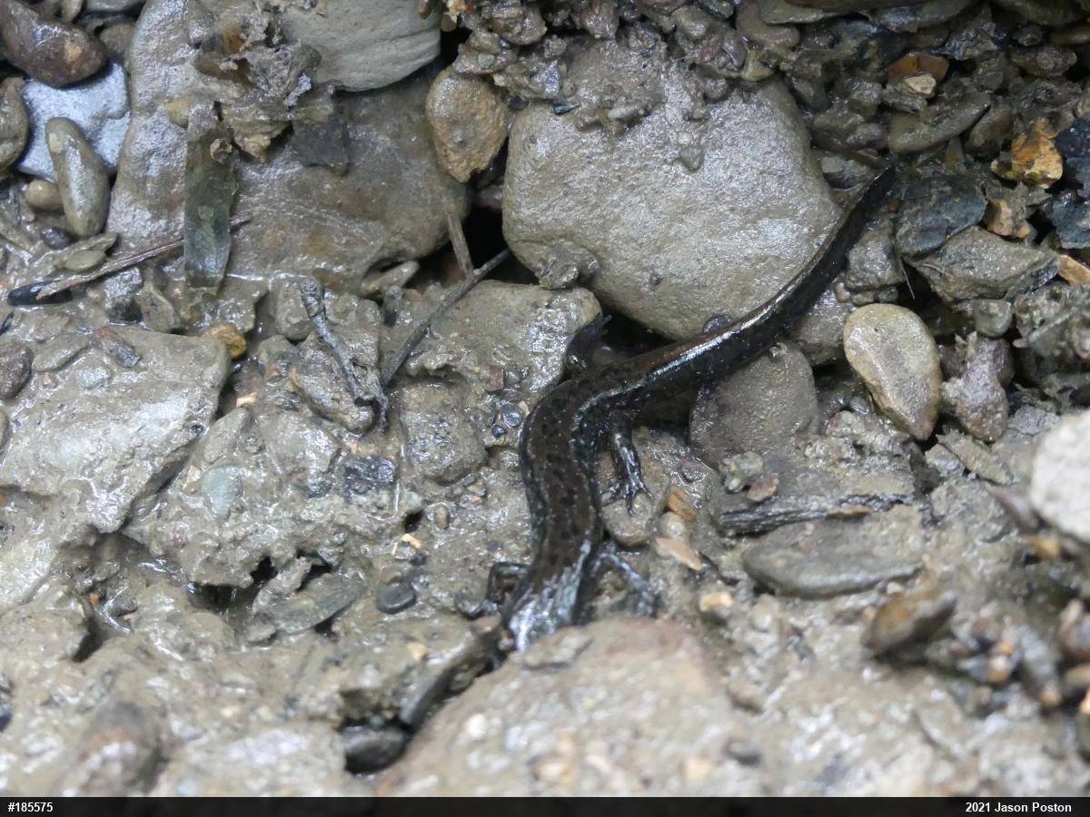 Northern Dusky Salamander