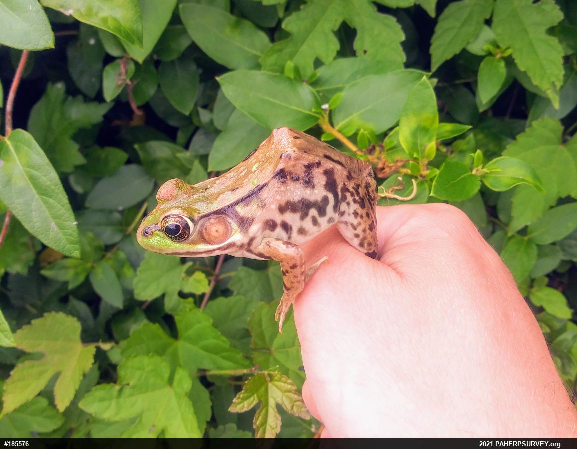 Green Frog