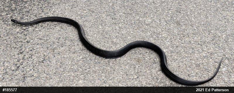 Eastern Ratsnake
