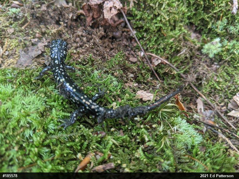 Northern Slimy Salamander