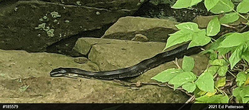 Eastern Ratsnake