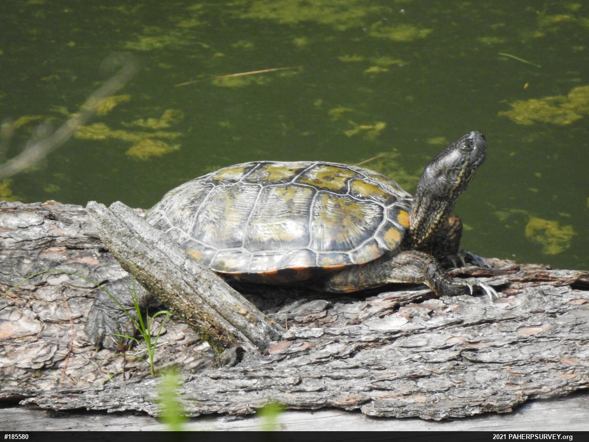 Pond Slider