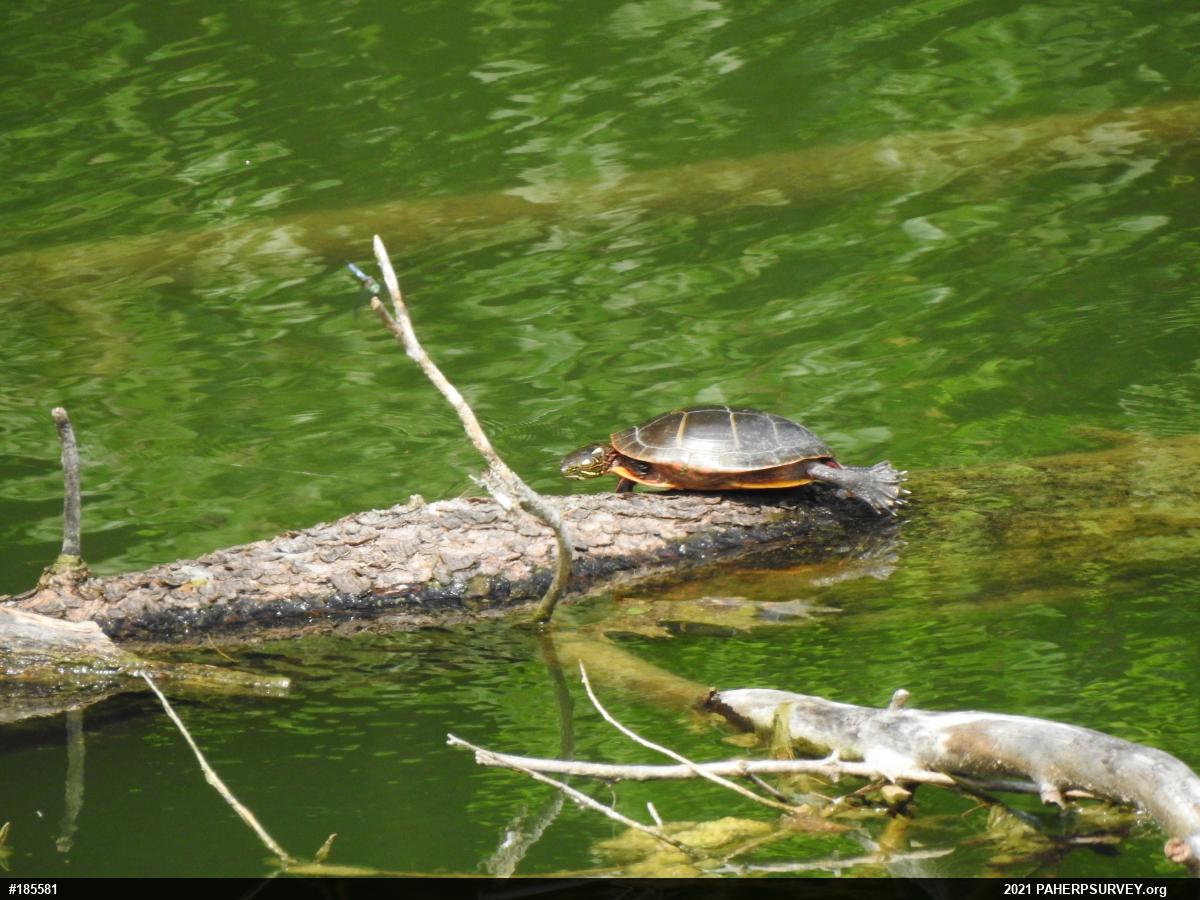 Eastern Painted Turtle