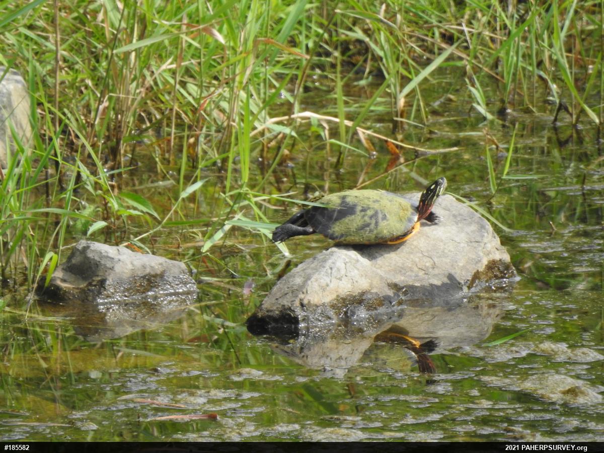Eastern Painted Turtle