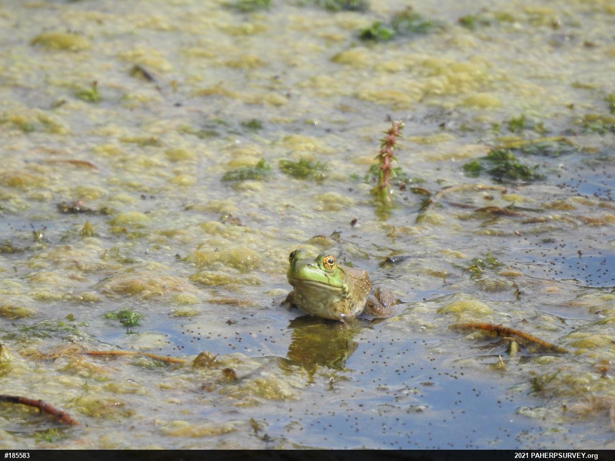 American Bullfrog