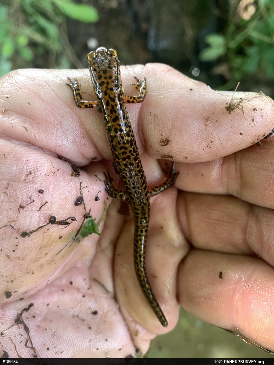 Eastern Long-tailed Salamander