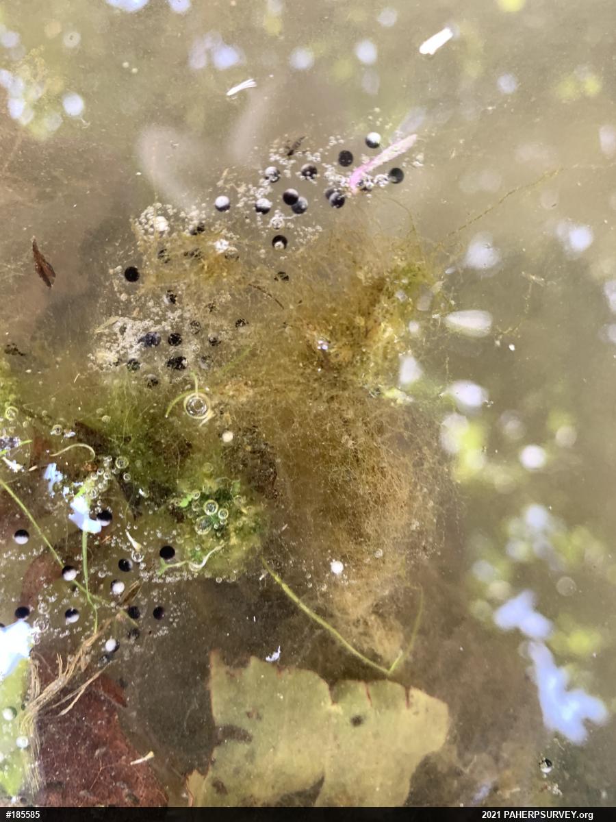 Unknown Gray Treefrog