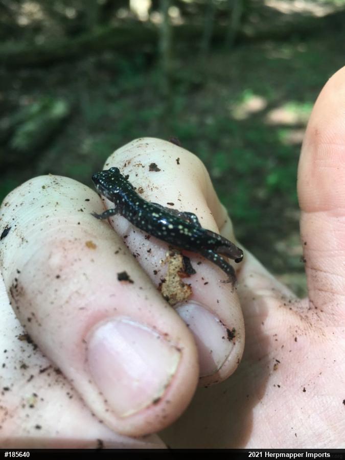 Northern Slimy Salamander