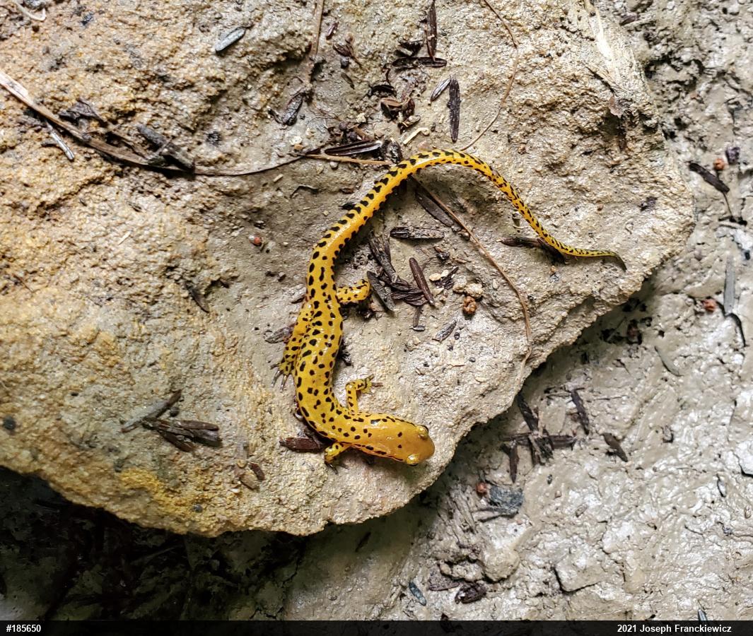 Eastern Long-tailed Salamander