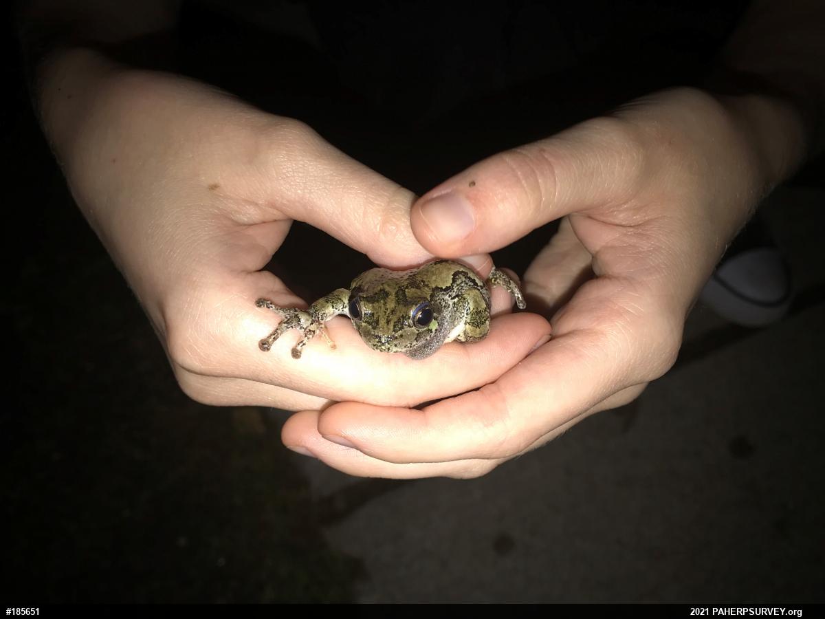 Unknown Gray Treefrog