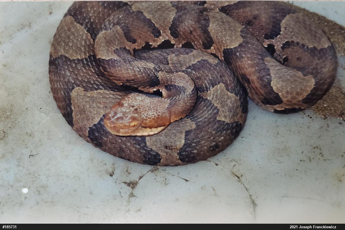 Northern Copperhead