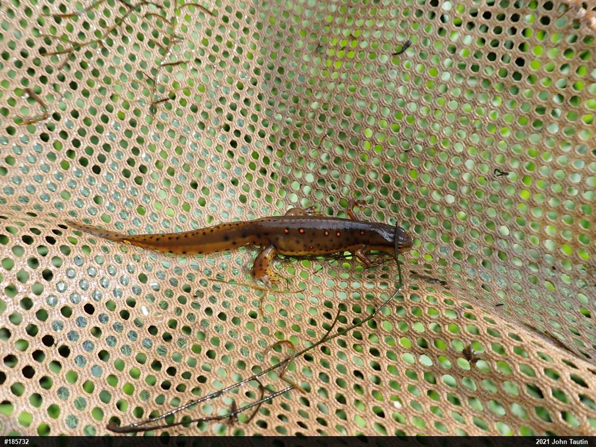 Red-spotted Newt