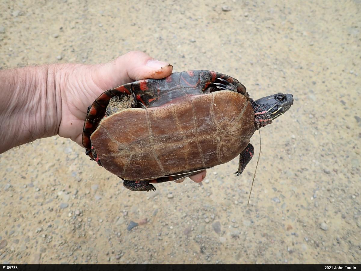 Painted Turtle