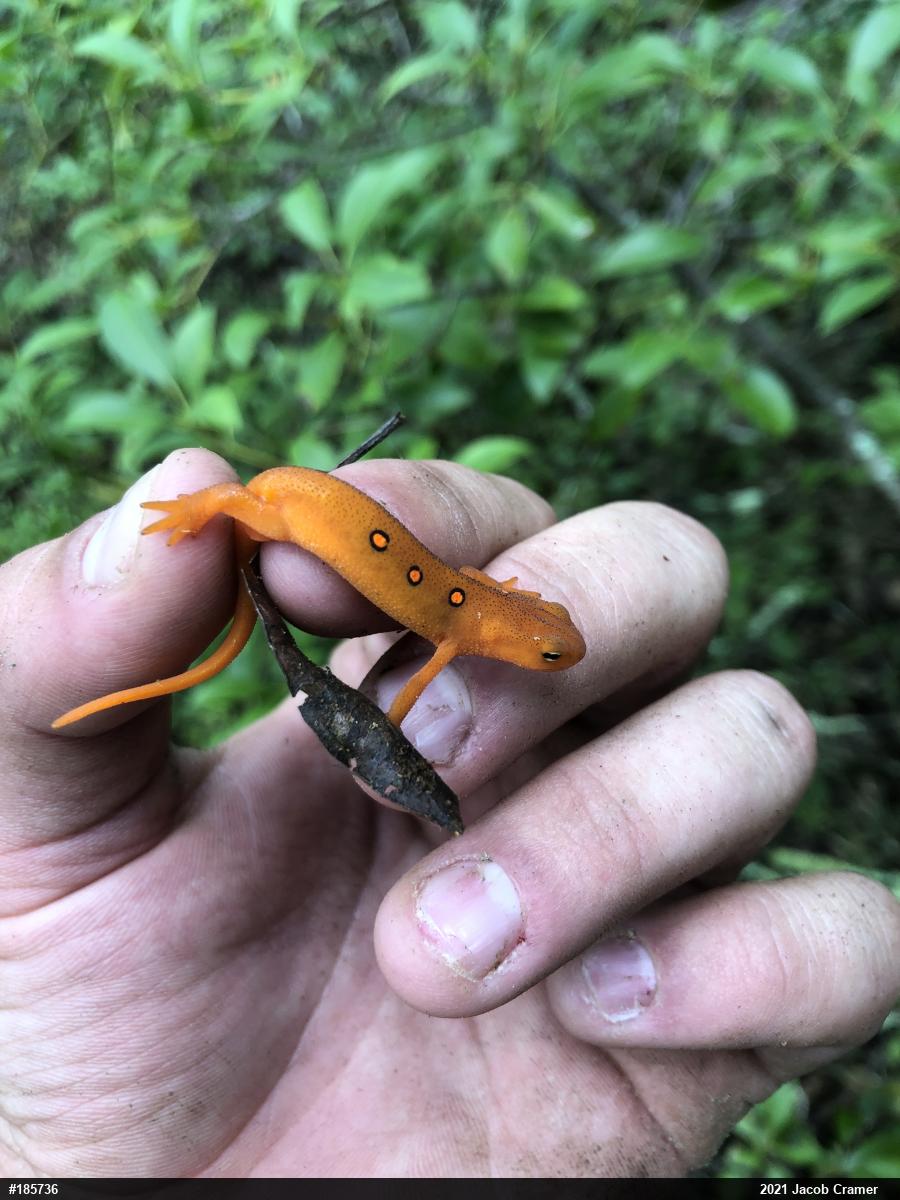 Red-spotted Newt