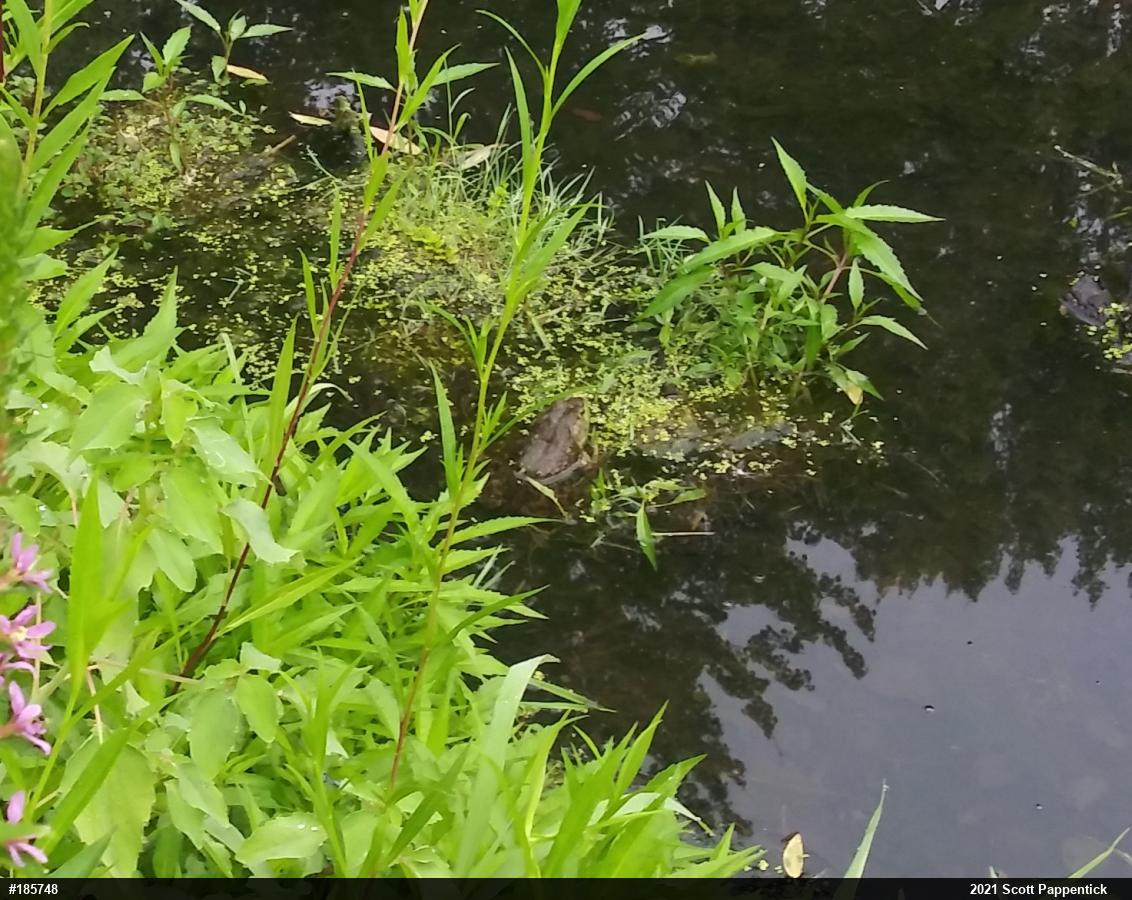 American Bullfrog