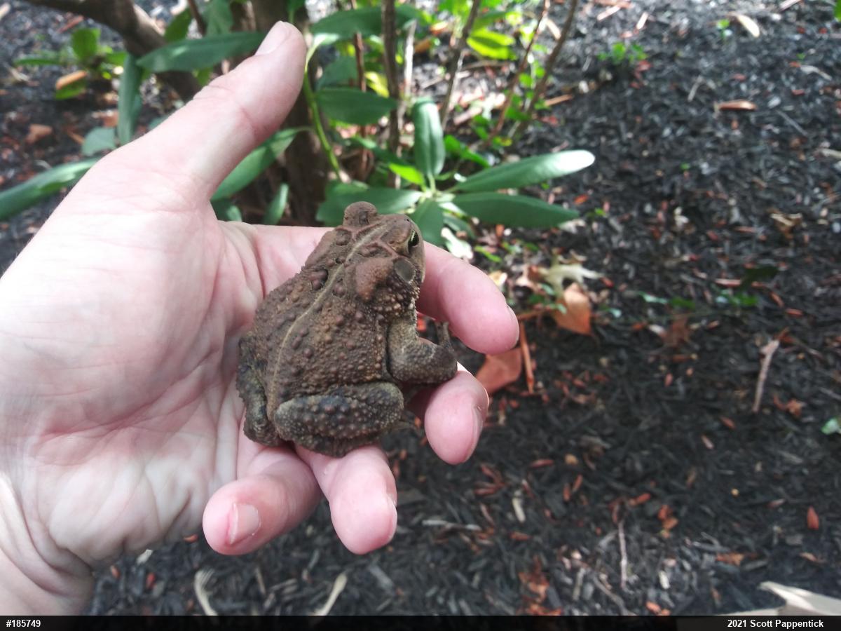 Eastern American Toad