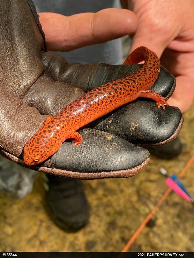 Northern Red Salamander