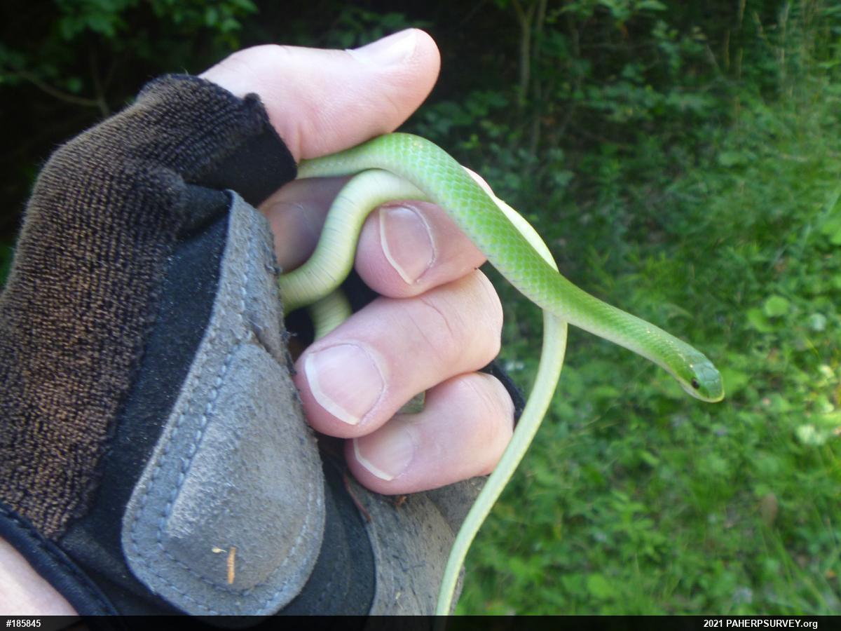 Smooth Greensnake