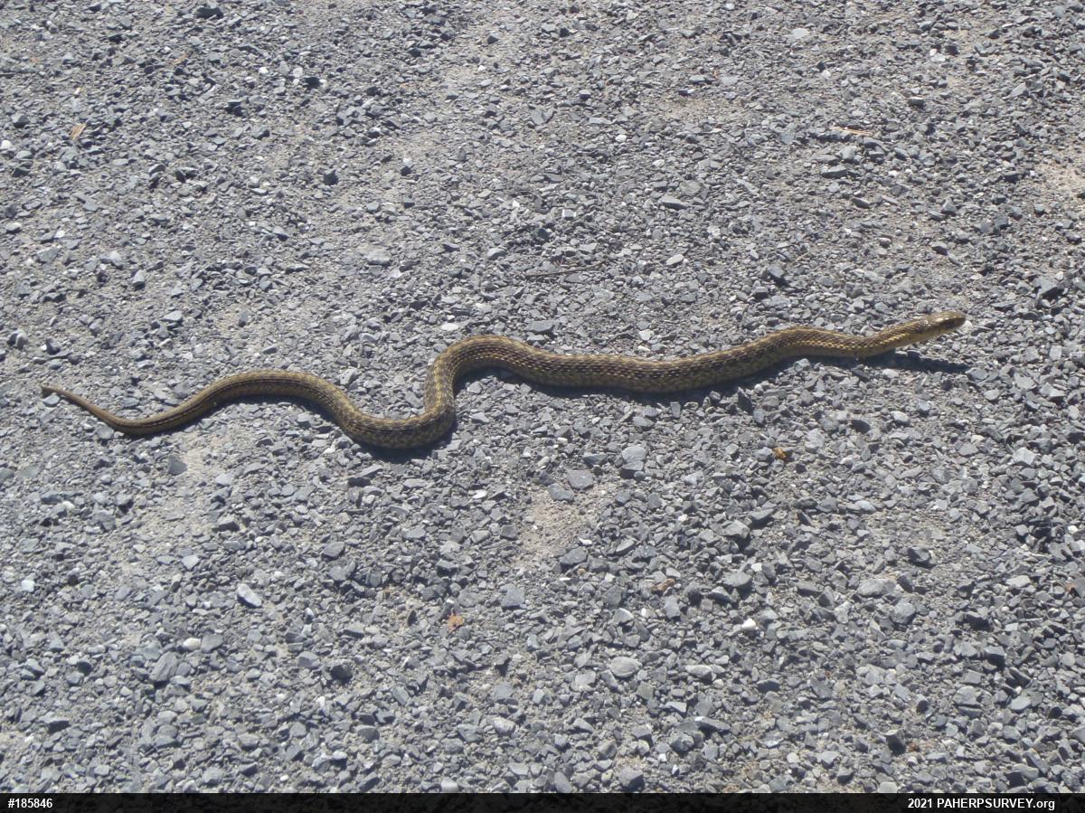 Eastern Gartersnake
