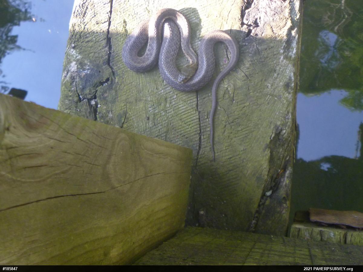 Eastern Gartersnake