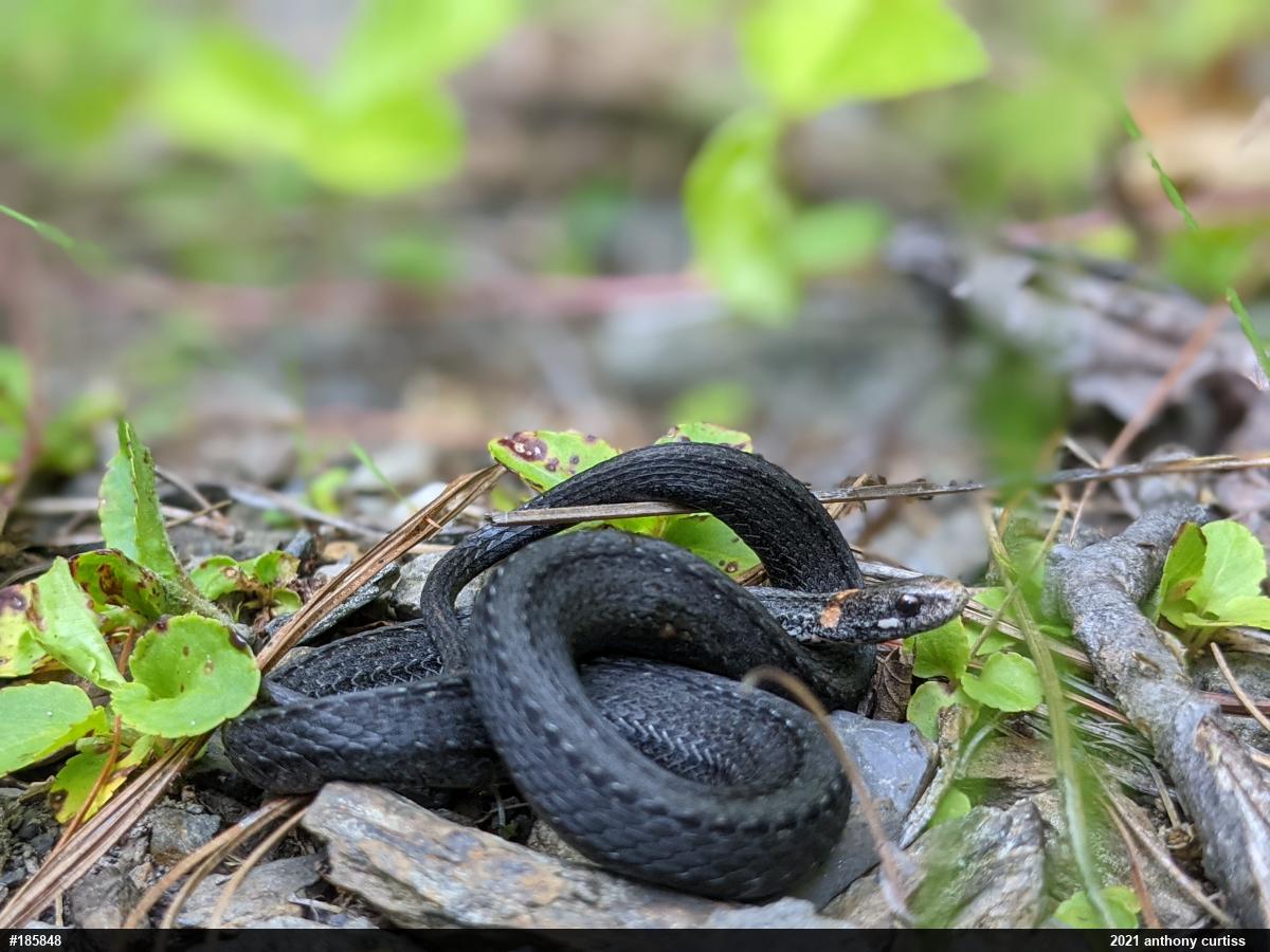 Red-bellied Snake