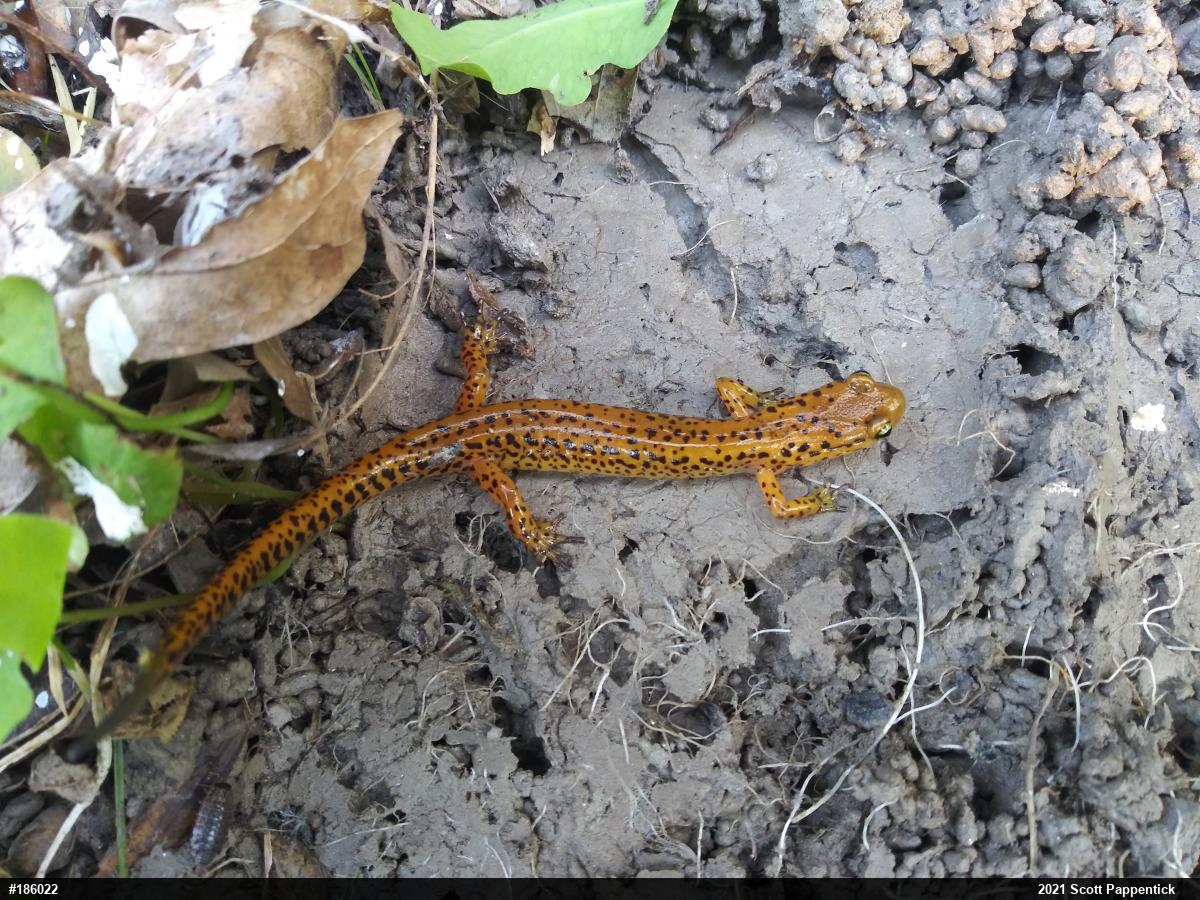 Eastern Long-tailed Salamander