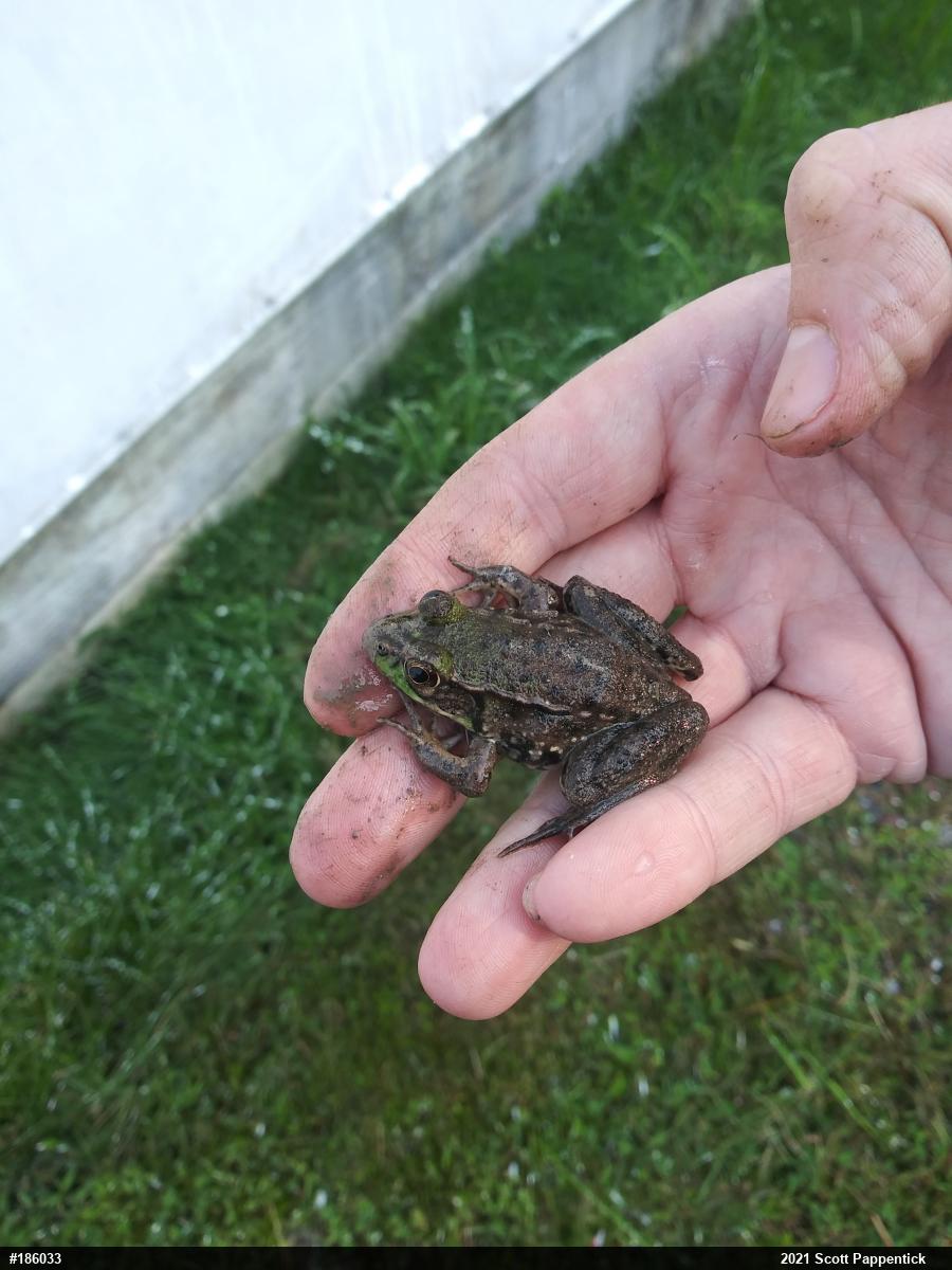 Green Frog